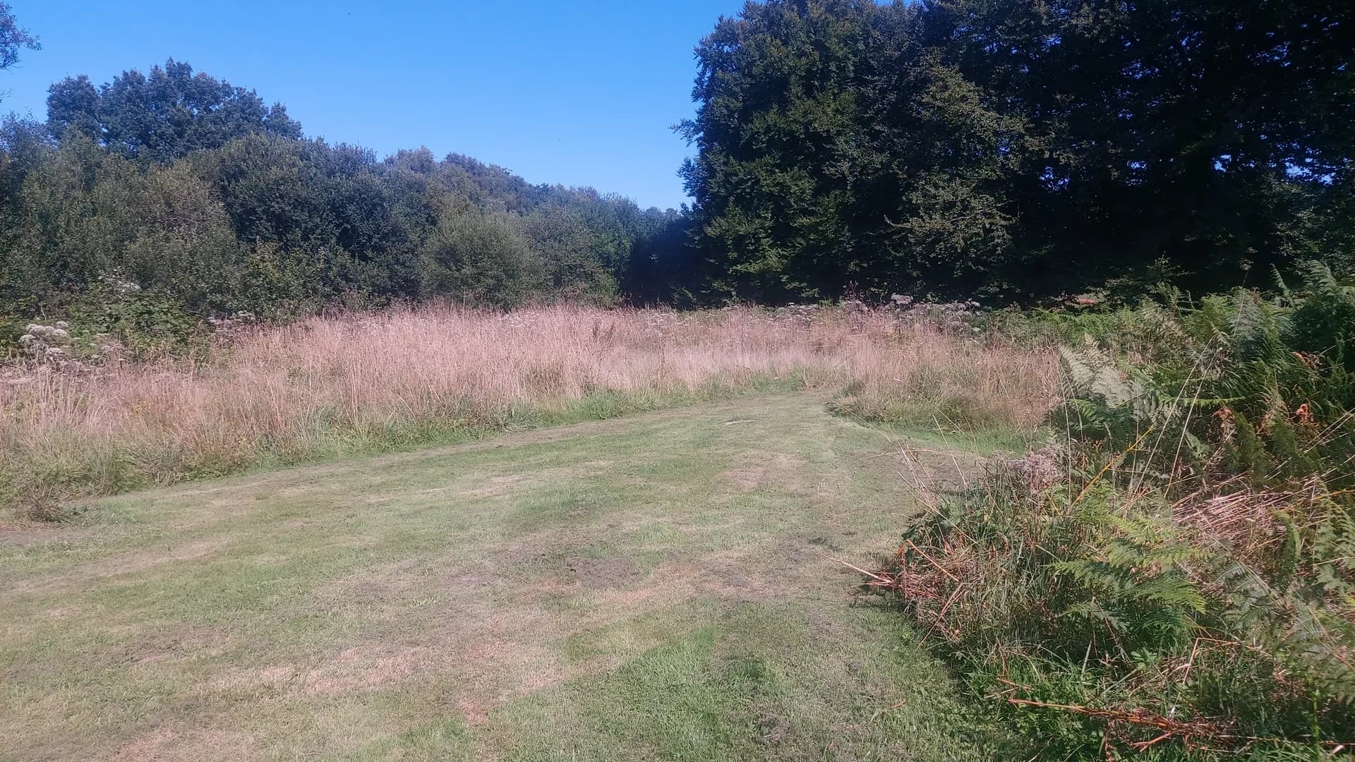 Mown grass camping area surrounded by meadow and woodland at Fern Fields