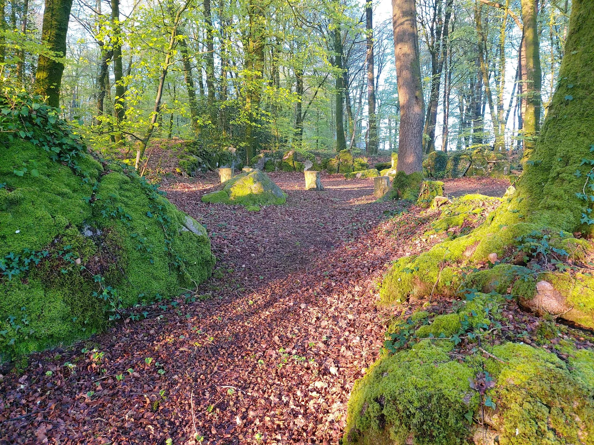 Woodland and ferns around Fern Fields